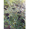Irga okrywowa-Cotoneaster
