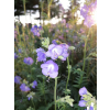Wielosił błękitny-Polemonium coerulea