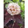 Pęcherznica kalinolistna Lady in Red-Physocarpus opulifolius