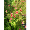 Pięciornik nepalski-Potentilla nepalensis