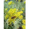 Rozchodnik ościsty-Sedum reflexum