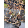 Forsycja pośrednia Beatrix Farrand-Forsythia x intermedia