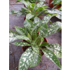 Miodunka wąskolistna-Pulmonaria angustifolia Twinkle Toe