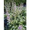 Funkia falista-Hosta