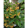 Ognik Soleil d`Or-Pyracantha