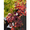 Perukowiec podolski Velvet Cloak-Cotinus coggygria