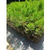 Żywotnik zachodni-Thuja occidentalis Smaragd