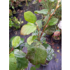 Fotergilla większa-Fothergilla major