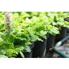 Dąbrówka rozłogowa Gold Chang - Ajuga reptans