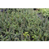 Jodła Frasera-Abies fraseri