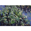 Fotergilla mieszańcowa Sea Spray - Fothergilla x intermedia