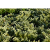 Jałowiec wirginijski Silver Spreader - Juniperus virginiana