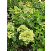 Hortensja bukietowa Mega Pearl-Hydrangea paniculata