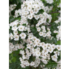 Głóg jednoszyjkowy-Crataegus monogyna