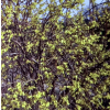 Forsycja pośrednia Beatrix Farrand-Forsythia x intermedia
