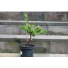 Jałowiec chiński Shimpaku - Juniperus chinensis 0081