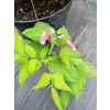 Kolkwicja chińska Rosea-Kolkwitzia amabilis