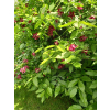 Kielichowiec Raulstona Hartlage Wine-Calycanthus x raulstonii