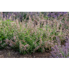 Kocimiętka wielkokwiatowa Dawn to Dusk - Nepeta grandiflora