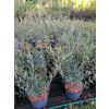 Wierzba purpurowa Nana - Salix purpurea Nana