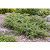 Jałowiec pospolity Repanda - Juniperus communis