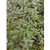 Wierzba Moorei-Salix x grahamii