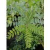 Amorfa krzewiasta-Amorpha fruticosa