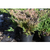 Jałowiec płożący Plumosa - Juniperus horizontalis Plumosa
