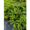 Pięciornik nepalski-Potentilla nepalensis