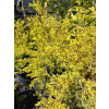 Jałowiec pospolity Suecica Aurea-Juniperus communis
