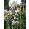Wielosił błękitny-Polemonium coerulea