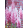 Trawa pampasowa Rosea-Cortaderia selloana