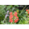 Firletka chalcedońska - Lychnis chalcedonica