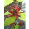 Kielichowiec wonny-Calycanthus floridus