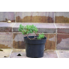 Jałowiec rozesłany Nana - Juniperus procumbens 0025