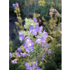Wielosił błękitny-Polemonium coerulea