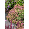 Oregano Bristol Cross - Origanum vulgare