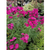 Płomyk wiechowaty Famous Magenta - Phlox paniculata