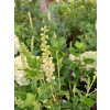 Orszelina olcholistna Clea-Clethera alnifolia