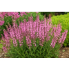 Szałwia omszona Pink Paradise - Salvia nemorosa