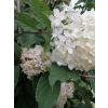 Hortensja bukietowa Grandiflora-Hydrangea paniculata