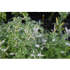 Mięta ananasowa-Mentha rotundifolia