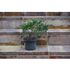 Jałowiec chiński Shimpaku - Juniperus chinensis 0090