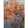 Tawuła japońska Goldflame - Spiraea japonica