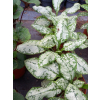 Miodunka-Pulmonaria Moonshine