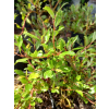 Wierzba arktyczna-Salix arctica var. petraea