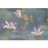 Trójsklepka owłosiona - Tricyrtis hirta