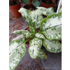 Miodunka-Pulmonaria Moonshine