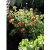 Rozchodnik kamczacki -Sedum  kamtschaticum var. ellacombianum