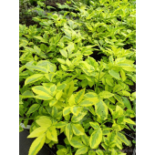 Bez czarny Madonna-Sambucus nigra